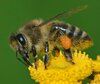 Apis_mellifera_Western_honey_bee.jpg